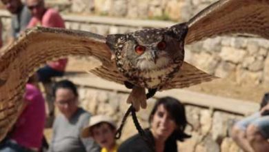 Lleida: curso privado de halconería y espectáculo de vuelo gratuito