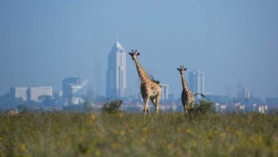 Nairobi: Parque Nacional, Orfanato de elefantes y Centro de Girafas