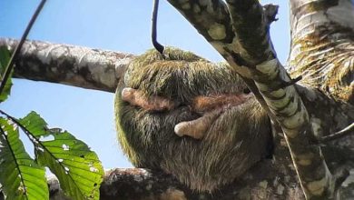Guanacaste: Tenorio Volcano Falls & Sloth Spoting Day Trip