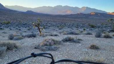Las Vegas: Tour de bicicleta guiada de 4 horas