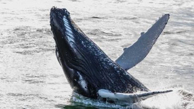 Desde Reykjavik: ballenas y luces del norte Tour en barco