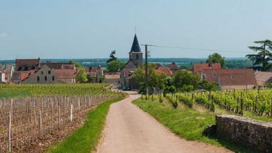 Vosne-Romanée: Vineyards Private Walking Tour con degustación