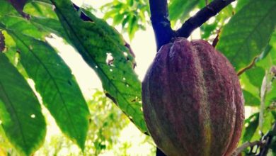 De Puerto Plata: Cacao dominicano, café y gira de cultura