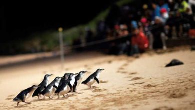 Phillip Island: boleto de entrada de Penguin Parade