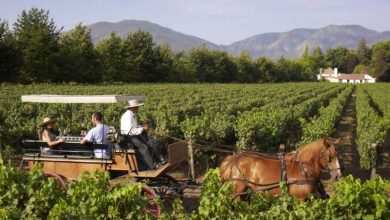 Desde Santiago: Tour privada de vino de Valle de Colchagua con degustación