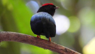 Cartagena: recorrido privado de observación de aves con desayuno